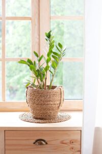 House plants for energy-efficiency